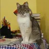 Отзыв от Эльмира Афанасьева